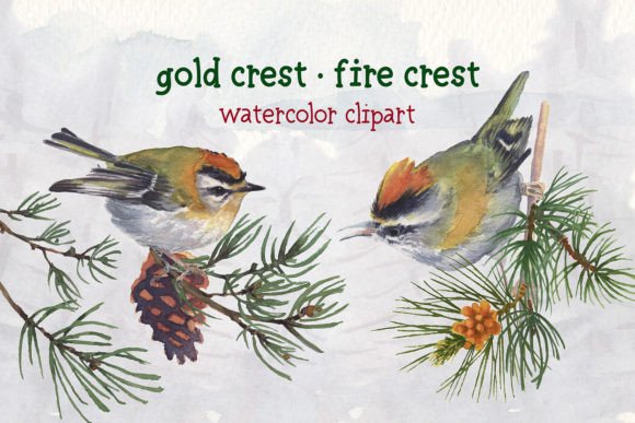 Gold Crest Fire Crest Illustrations Review