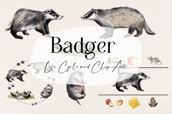 Watercolor Badger Life Cycle Illustrations: A Brand Designer’s Review for Local Business Use