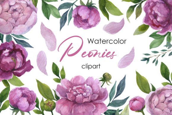 Watercolor Clipart Wildflower Peonies Illustrations