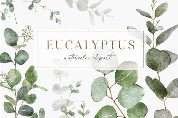 Watercolor Eucalyptus Branch Clipart PNG for Crafters & Etsy Sellers