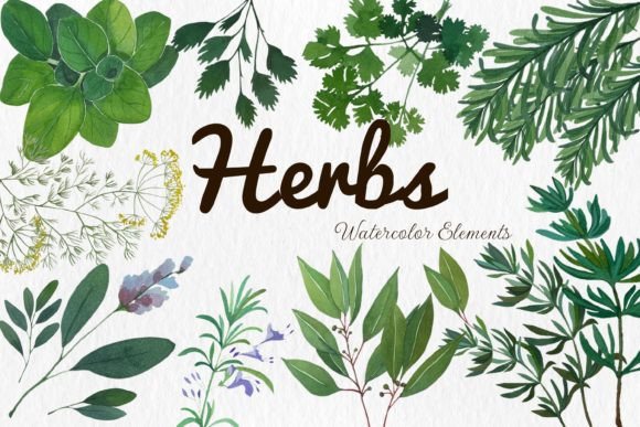 Watercolor Herbs Rosemary Sage Dill Illustrations Review