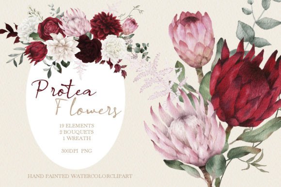 Watercolor Protea Clipart: A Fresh Illustration for Modern Branding